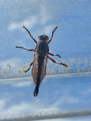 Neoaratus hercules