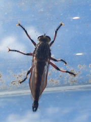 Neoaratus hercules