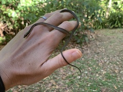 Dendrelaphis calligaster