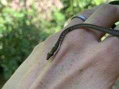 Dendrelaphis calligaster