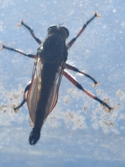 Neoaratus hercules