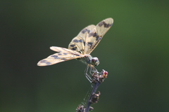 Rhyothemis graphiptera