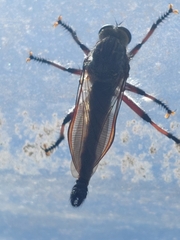 Neoaratus hercules
