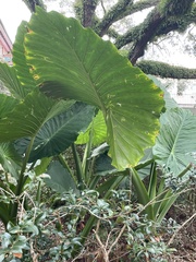 Xanthosoma robustum