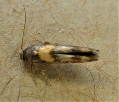 Stathmopoda trimolybdias