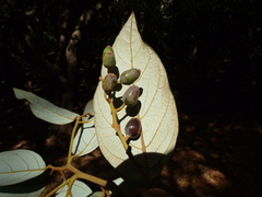 Cryptocarya wightiana