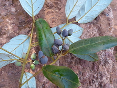 Cryptocarya wightiana