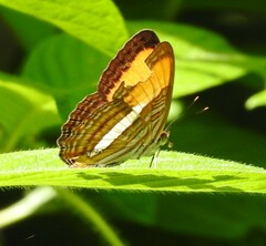 Adelpha cytherea