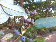 Cryptocarya wightiana