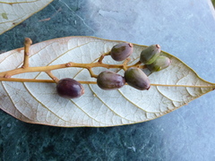 Cryptocarya wightiana