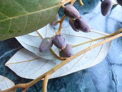 Cryptocarya wightiana