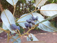 Cryptocarya wightiana