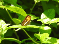 Adelpha cytherea