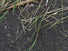 Urochloa subquadripara