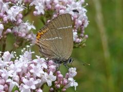 Satyrium w-album