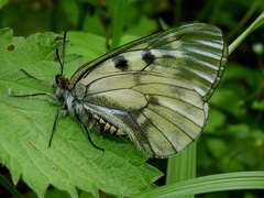 Parnassius mnemosyne