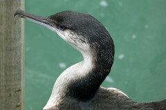 Phalacrocorax fuscescens