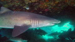 Carcharias taurus