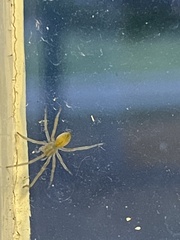 Cheiracanthium mildei