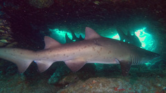 Carcharias taurus