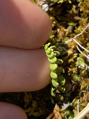 Anisotome flexuosa