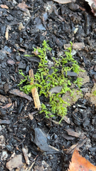 Thuidium delicatulum