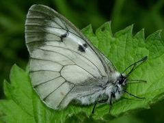 Parnassius mnemosyne