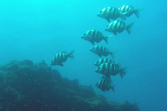 Diplodus hottentotus