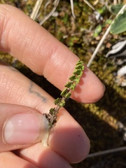 Anisotome flexuosa