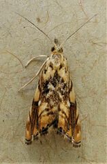 Glaucocharis selenaea