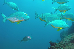 Rhabdosargus holubi