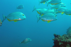 Rhabdosargus holubi