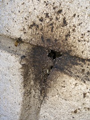 Apis mellifera