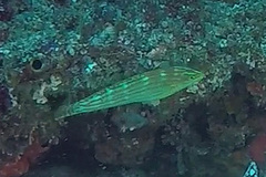 Halichoeres cosmetus