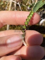 Anisotome flexuosa