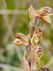 Pterostylis tristis