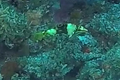 Halichoeres hortulanus