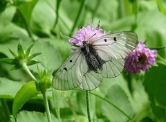 Parnassius mnemosyne