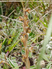 Pterostylis tristis