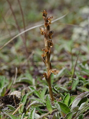 Pterostylis tristis