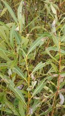 Salix petiolaris