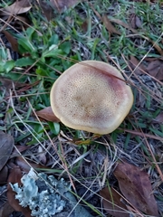 Lactarius paradoxus