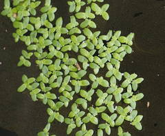 Lemna aequinoctialis