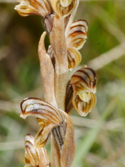 Pterostylis tristis