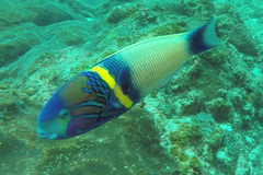 Thalassoma hebraicum