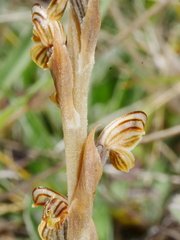 Pterostylis tristis