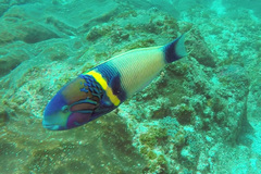 Thalassoma hebraicum