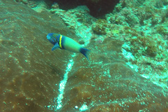 Thalassoma hebraicum