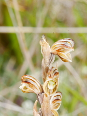 Pterostylis tristis