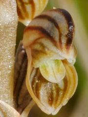 Pterostylis tristis